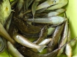 RIMG5070.JPG