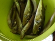 RIMG5075.JPG