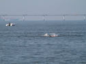 IMG_9867.jpg